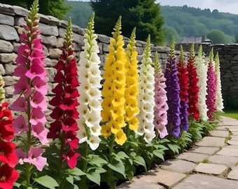 300+ Double Hollyhock Seeds Multicolored Heirloom Biennial Garden Flowers