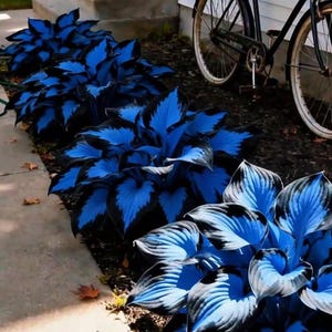 May include: A row of vibrant blue and black hosta plants with large, textured leaves. The plants are planted along a concrete walkway, with a black bicycle parked in the background. The leaves have a striking blue color.