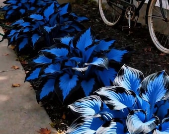 Rare Midnight Blue Heart Hosta Seeds Shade Garden Foliage Plants