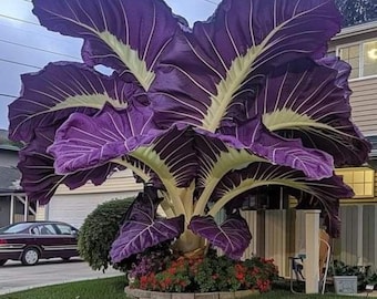 Thai Giant Elephant Ear Colocasia Gigantea Bulbs Huge Taro Leaf Tropical Plant