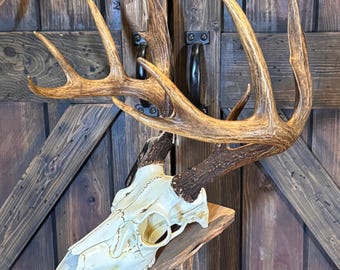 Dark Chocolate Buck European Mount