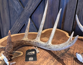 Beautiful Grade ~ Match Set Antlers | Whitetail Shed Antlers | Craft | Cabin Decor