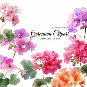 May include: Watercolor illustration of geranium flowers in shades of pink, red, purple, and orange, with green leaves. The image includes the text "Geranium Clipart" and "30 PNG FILES COMMERCIAL USE".