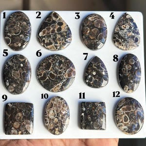 May include: A collection of twelve polished brown and black fossiliferous stone cabochons arranged on a white display board. Each stone features unique circular and organic patterns, numbered 1 through 12, showcasing varied shapes including ovals, teardrops, circles, and rectangles.