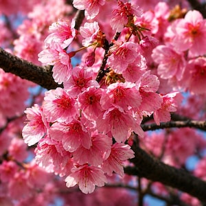 Könnte beinhalten: Nahaufnahme eines Zweigs voller leuchtend rosa Kirschblüten. Die zarten Blütenblätter haben eine weiche Textur und umgeben ein tiefrotes Zentrum. Die Blüten heben sich vor einem klaren blauen Himmel ab und schaffen eine wunderschöne Frühlingsszene.