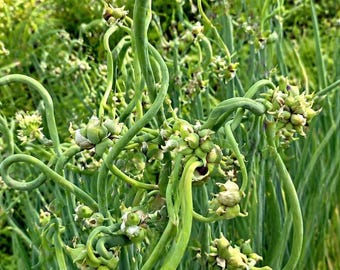 Egyptian Walking Onion Seeds, Perennial Tree Onion, Allium Proliferum (100 Pack)