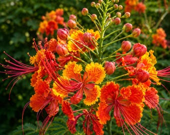 Mexicaanse rode paradijsvogelzaden 5 stuks, Caesalpinia Pulcherrima tropische bloemenstruik