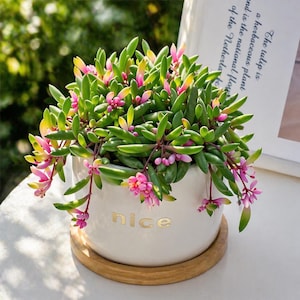 May include: A potted succulent plant with green leaves and pink flowers. The white ceramic pot has the word "nice" in gold lettering. The pot sits on a wooden coaster.