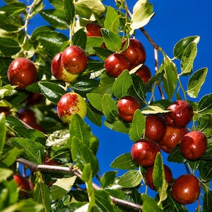 May include: A branch of a jujube tree, laden with ripe, reddish-brown fruits and green leaves, set against a clear blue sky. Some fruits are still partially green. The image showcases the natural colours and textures of the fruit and foliage.