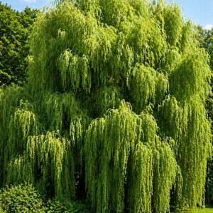May include: A large, vibrant green weeping willow tree with cascading branches. The tree is set against a backdrop of a blue sky and other green trees, with a grassy lawn in the foreground.