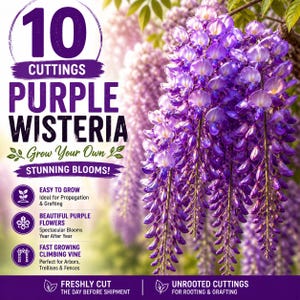 May include: Image of purple wisteria cuttings. The image features the text "10 cuttings purple wisteria" and "grow your own stunning blooms!" The image also includes text that says "easy to grow", "beautiful purple flowers", and "fast growing climbing vine".