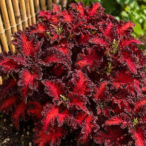 May include: A close-up of a vibrant coleus plant with deep red and burgundy leaves. The leaves have ruffled edges and a textured appearance. The plant is in a garden setting, with a bamboo fence in the background.