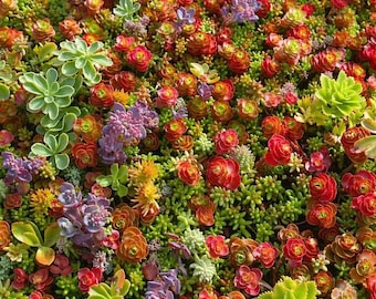 May include: A vibrant close-up of a variety of succulents. The image showcases a dense arrangement of colorful plants, including shades of green, red, orange, and purple. The textures and shapes of the succulents create a visually appealing display.