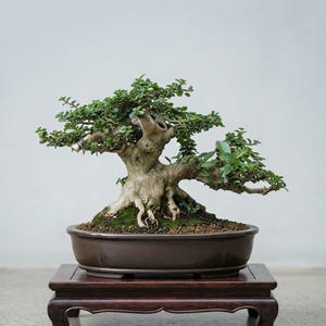 Árvore real - Bonsai de Premna Microphylla, tamanho pequeno, tronco grande