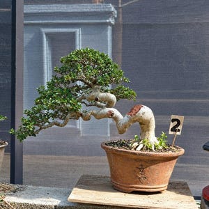 Actual Tree - Premna Microphylla Bonsai - Medium Size