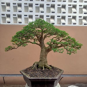 May include: A bonsai tree with a thick, textured brown trunk and spreading branches covered in small, vibrant green leaves. The tree is planted in a dark, hexagonal ceramic pot filled with dark soil and visible surface roots at the base.