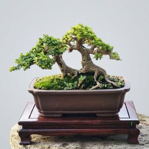 Árbol real - Bonsái de Premna Microphylla de tamaño pequeño con tronco retorcido