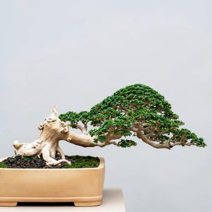 Actual Tree - Premna Microphylla Bonsai - Medium Size