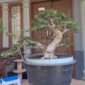 Puede incluir: Un bonsái con un tronco grueso, texturizado y de color claro, con ramas extendidas cubiertas de pequeñas hojas verdes. El árbol está plantado en un recipiente grande, redondo y de plástico negro con un borde claro, sobre una base.