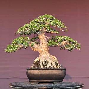 Actual Tree - Premna Microphylla Bonsai - Medium  Size