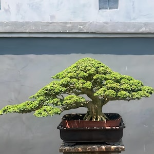 Echter Baum – Premna Microphylla Bonsai – mittlere Größe
