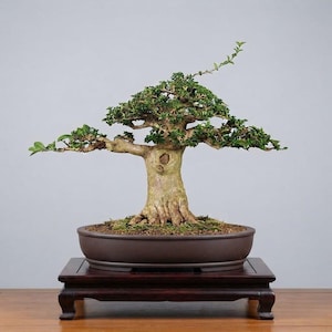 Verkligt träd - Premna Microphylla Bonsai Liten Stor Stam