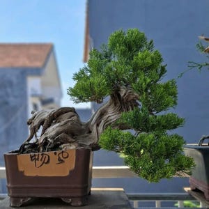 Actual Tree - Juniperus Chinensis Bonsai - Medium Size