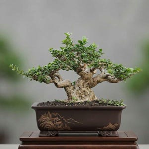 Äkta Pict Premna Microphylla Bonsaiträd Liten Stor Stam | Levande Växt