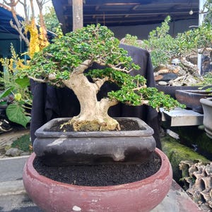Actual Tree - Premna Microphylla Bonsai - Medium Size