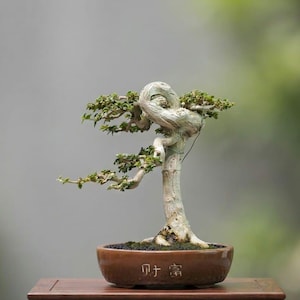 Puede incluir: Un bonsái con un tronco grueso, claro y retorcido, con pequeñas hojas verdes, plantado en una maceta de cerámica marrón. La maceta presenta los caracteres chinos 财富 en relieve en la parte frontal, que significan riqueza, y se asienta sobre una base de madera.