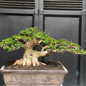 Echter Baum – Premna Microphylla Bonsai – mittlere Größe