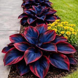 May include: A row of vibrant hosta plants with large, heart-shaped leaves. The leaves display a striking contrast of deep blue and red hues, creating a visually appealing display. Yellow flowers add a pop of color.