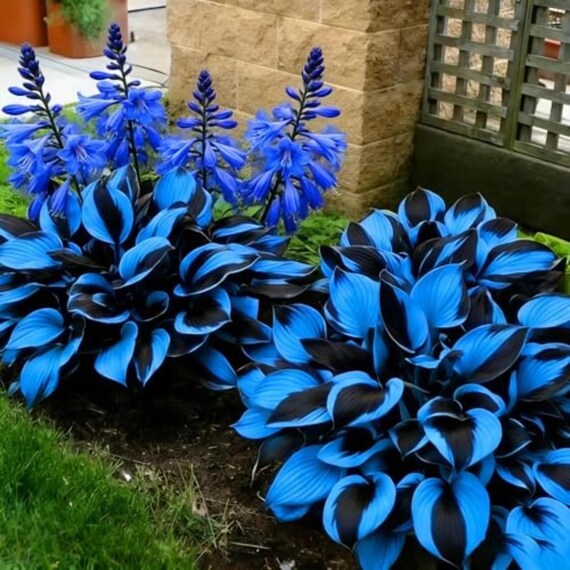 200+ Rare Hosta Seeds – Heirloom Perennial Shade Plant – Non-GMO Garden Foliage