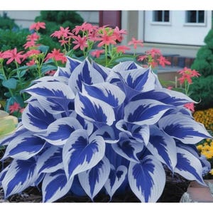 May include: A vibrant hosta plant with large, heart-shaped leaves. The leaves are a striking combination of white and deep blue, creating a bold contrast. Pink flowers bloom in the background, adding a touch of color to the garden scene.