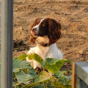 May include: A medium-sized dog with long, wavy brown and white fur, wearing a brown leather collar. The dog has a white blaze on its face, brown ears, and is looking to the left with its tongue slightly visible, positioned behind green leaves.