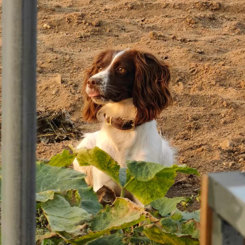 May include: A medium-sized dog with long, wavy brown and white fur, wearing a brown leather collar. The dog has a white blaze on its face, brown ears, and is looking to the left with its tongue slightly visible, positioned behind green leaves.