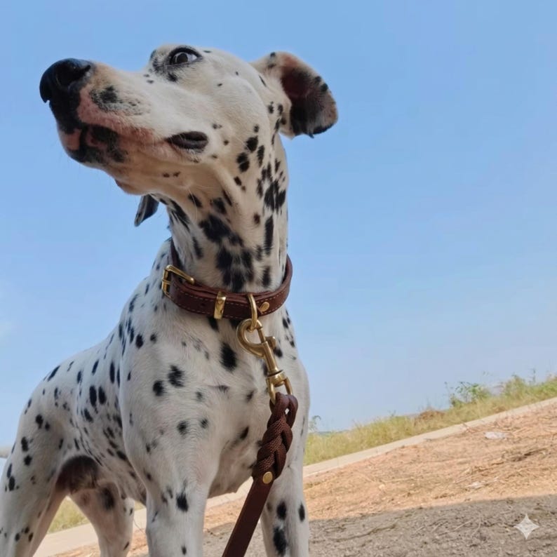 May include: A white dog with black spots wearing a brown leather collar with gold-toned metal hardware. A matching brown braided leather leash is attached to the collar with a gold-toned metal swivel snap hook, extending downward.