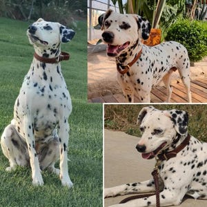 May include: A Dalmatian dog with a white coat and black spots, wearing a brown leather collar. The dog is shown in three different poses: sitting on green grass, standing on a wooden deck, and lying down with a brown leash attached to the collar.
