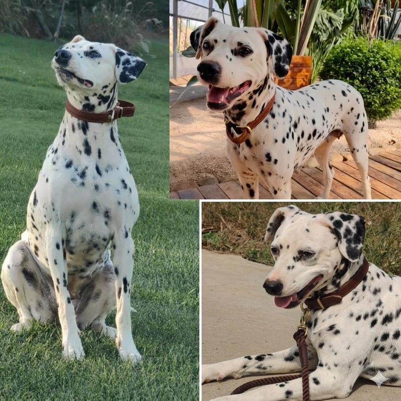 May include: A Dalmatian dog with a white coat and black spots, wearing a brown leather collar. The dog is shown in three different poses: sitting on green grass, standing on a wooden deck, and lying down with a brown leash attached to the collar.