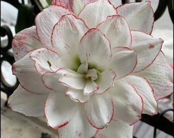 Bulbos de Amarílis Branca | Flor de Lírio | Planta Hippeastrum
