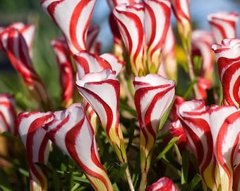 Ice Cream Oxalis Bulbs