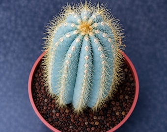 Pilosocereus pachycladus, Blue Columnar live cactus, Rare Succulent