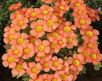 Oxalis Obtusa Sunglow 2.0 - 10 Stück