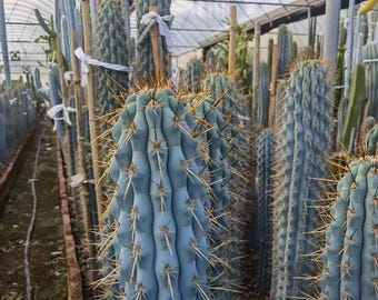 Browningia hertlingiana, Blue Cereus live cactus, Rare Succulent