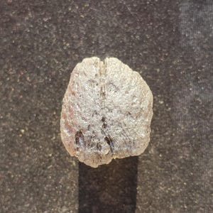 May include: A small, rounded, off-white fossilised object with a rough, porous texture. The surface features a distinct, deep vertical fissure running down the centre, with subtle dark brown mineral inclusions visible within the crevices.