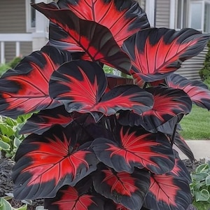 May include: A close-up of a large plant with striking, heart-shaped leaves. The leaves are primarily black with vibrant red veins and edges, creating a bold contrast. The plant is part of a garden, with other greenery visible in the background.