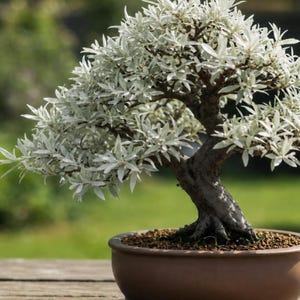 Pode incluir: Um bonsai com folhas branco-prateadas e um tronco castanho grosso e texturizado. A árvore está plantada num vaso de cerâmica castanho mate, cheio de pequenas pedras de terra castanho-escuras, com folhagem densa e um tronco curvo.