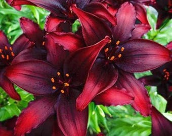 Bulbo di giglio Black Out / Fiore perenne da giardino asiatico rosso scuro
