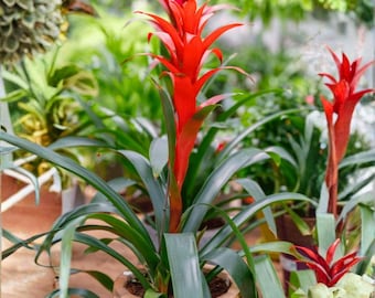 Red Bromeliad Guzmania Monostachia 4 Inch – Tropical Indoor Plant, Colorful Rosette Houseplant