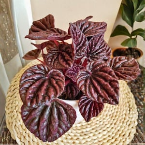 Red Peperomia Caperata 2 Inch – Emerald Ripple Frost Platinum, Mini Houseplant in Tin Pot